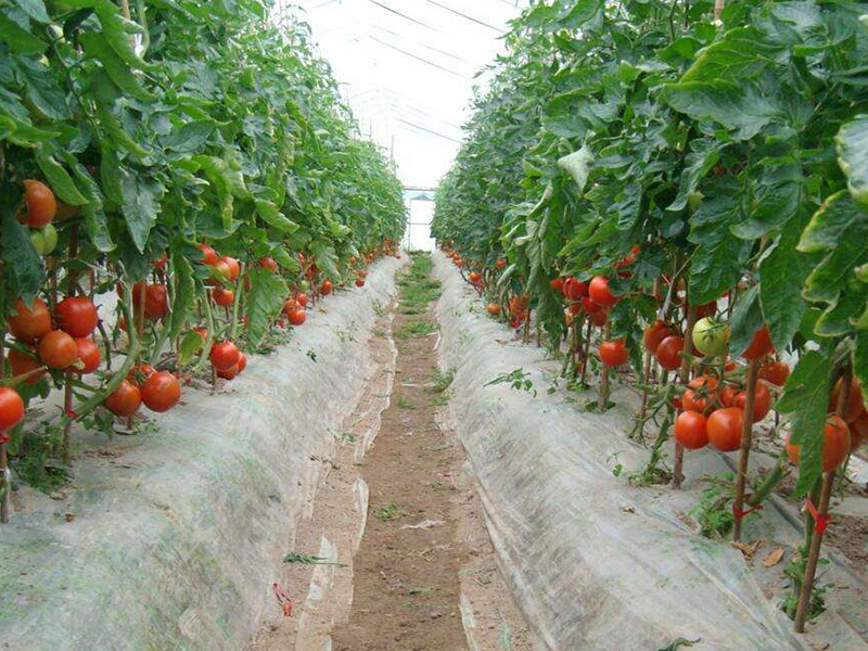 番茄种植基地
